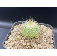 금옹옥-1